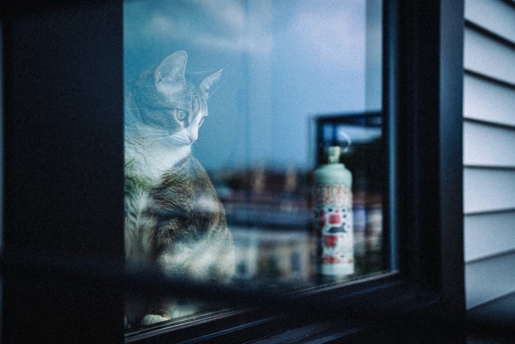 A serene cat gazes out of a window with a scenic view of the New York skyline.