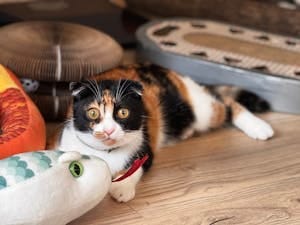 Cute calico cat with toy snake on wooden floor indoors. Perfect for pet lovers.